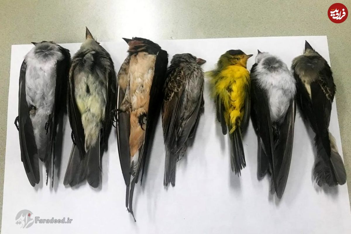مرگ عجیب و مشکوک پرندگان در آمریکا