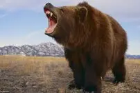 (ویدیو) سیلی زدن محکم یک مرد به خرس گریزلی خبرساز شد!