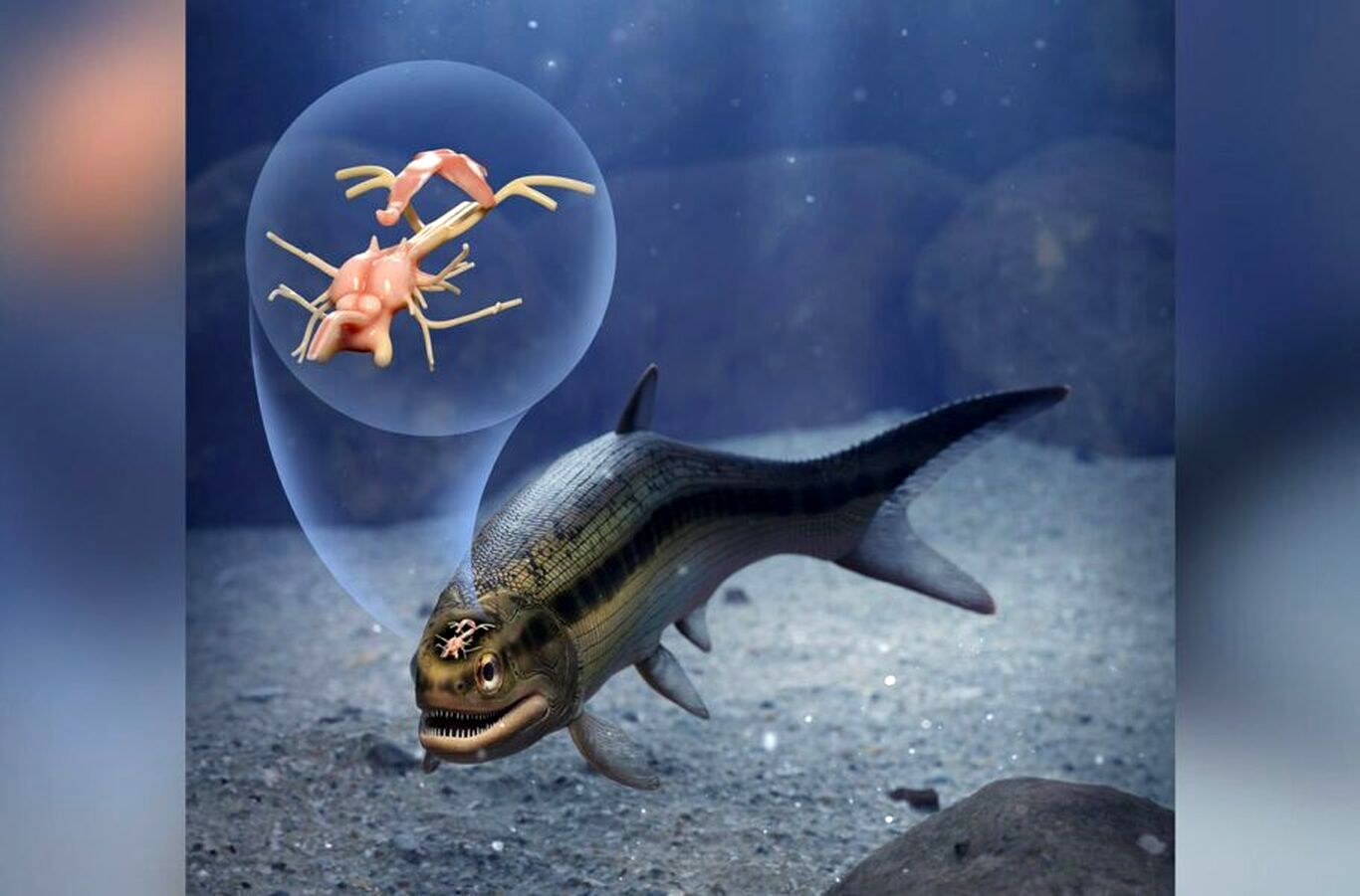 (عکس) کشف مغز ۳۱۹ میلیون ساله یک ماهی باستانی