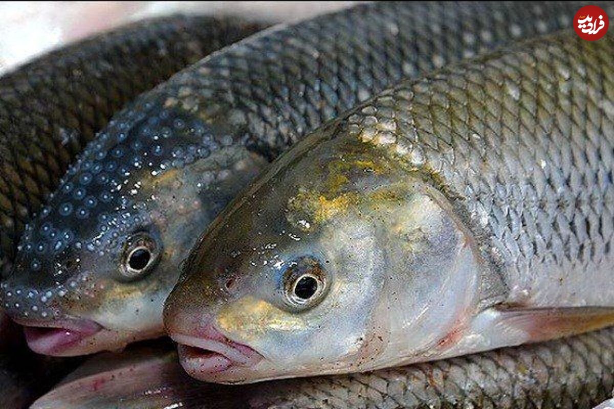 این ماهی در خارج از ایران پرطرفدارتر است!