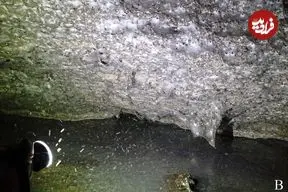 بزرگترین «تار عنکبوت» جهان با وسعت «106 متر مربع» در یک غار پیدا شد