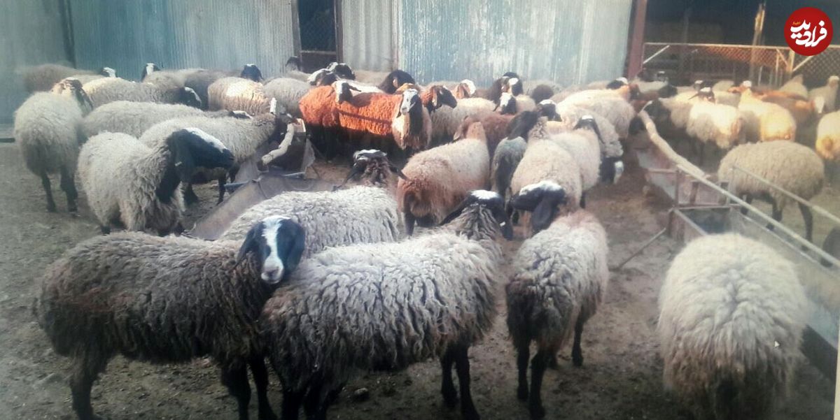 سرقت احشام با پراید!
