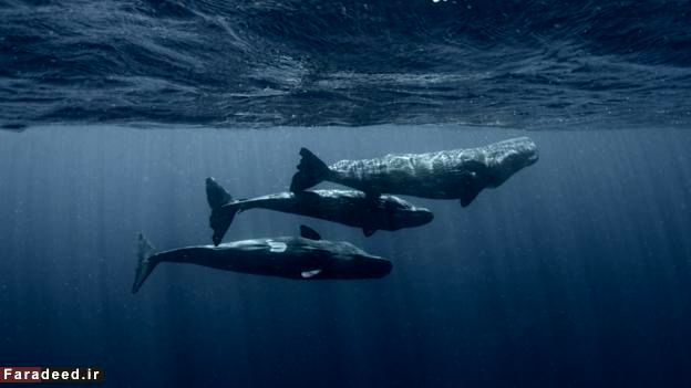 نهنگ‌ها هم زبان دارند، هم فرهنگ!