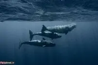 نهنگ‌ها هم زبان دارند، هم فرهنگ!