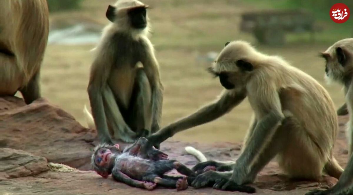 (ویدئو) واکنش حیرت انگیز میمون‌ها در برابر مرگ همنوع!