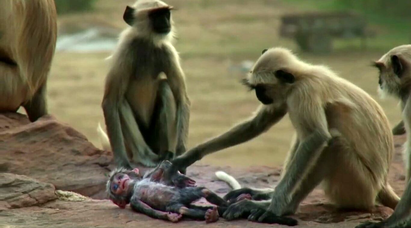 (ویدئو) واکنش حیرت انگیز میمون‌ها در برابر مرگ همنوع!