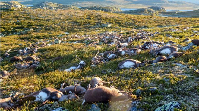 عکس/ صاعقه در نروژ صدها گوزن را کشت