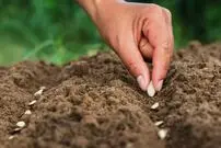 بذر‌های مشکوک چینی در آمریکا؟!