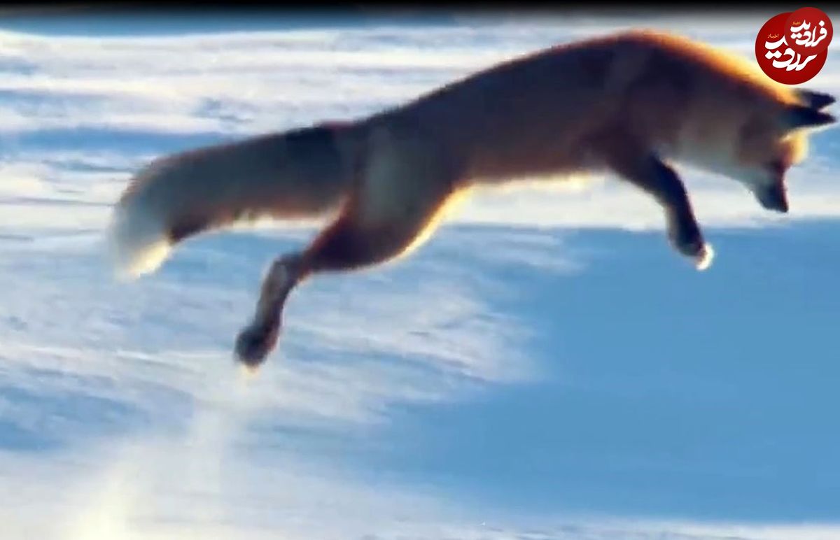 (ویدئو) شیرجه خارق‌العاده روباه درون برف برای بیرون کشیدن طعمه‌ها!
