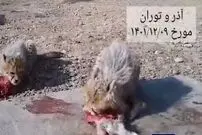 (ویدئو) آخرین وضعیت آذر و توران در پارک ملی توران؛ جدیدترین توله‌یوز‌های ماده را ببینید