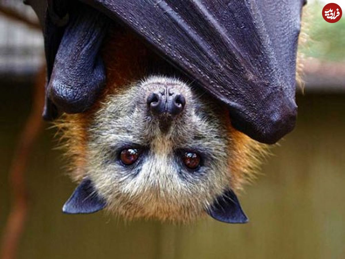 چگونه خفاش‌ها با این همه ویروس زندگی می‌کنند و بیمار نمی‌شوند؟