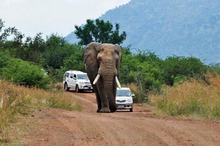 (تصاویر) عاقبت سبقت گرفتن از یک فیل
