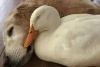 (ویدئو) رفاقت جالب یک توله سگ با بچه اردک