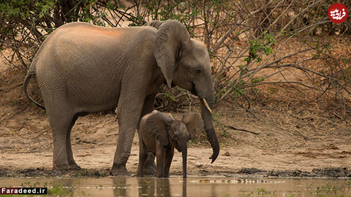 تصاویر/ حمله غافلگیرانه کروکودیل به بچه فیل