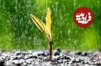 کشف جدید محققان: دانه‌ها «صدای باران» را می‌شنود