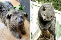 ببینید| خرس گربه؛ موجود بامزه ای که شبیه خرس، گربه و راکون است و بوی پاپ کورن می دهد!