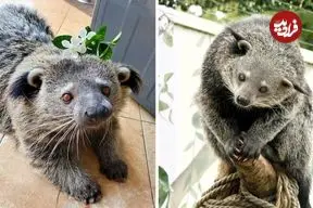 ببینید| خرس گربه؛ موجود بامزه ای که شبیه خرس، گربه و راکون است و بوی پاپ کورن می دهد!