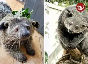 ببینید| خرس گربه؛ موجود بامزه ای که شبیه خرس، گربه و راکون است و بوی پاپ کورن می دهد!