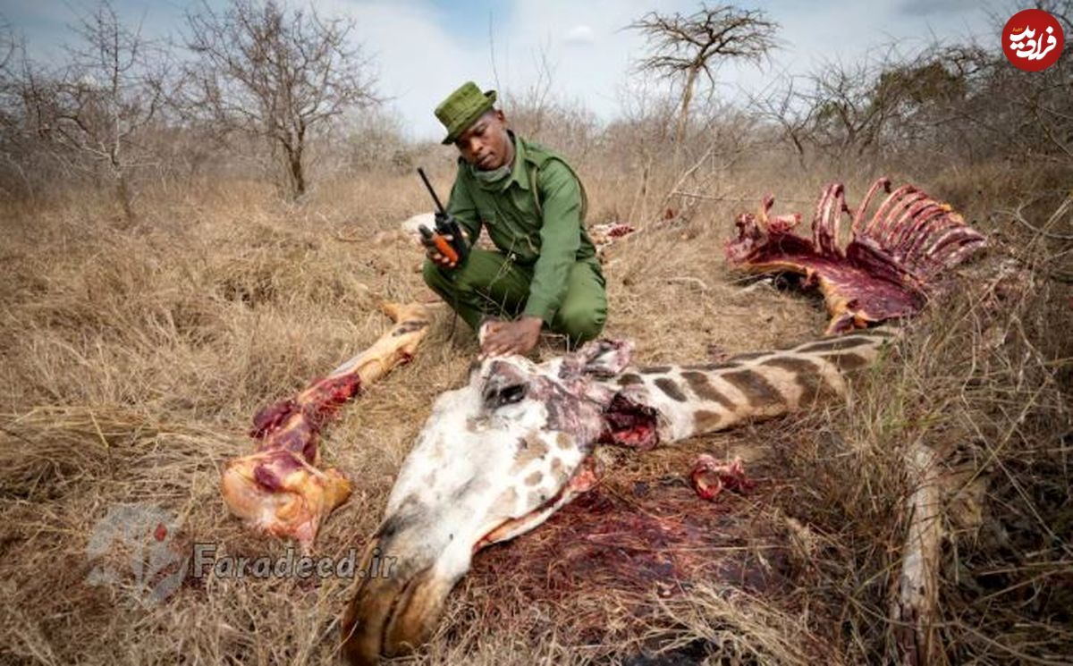 کنیایی‌ها در فقدان گردشگران برای تأمین زندگی حیوانات نامتعارف را شکار می‌کنند