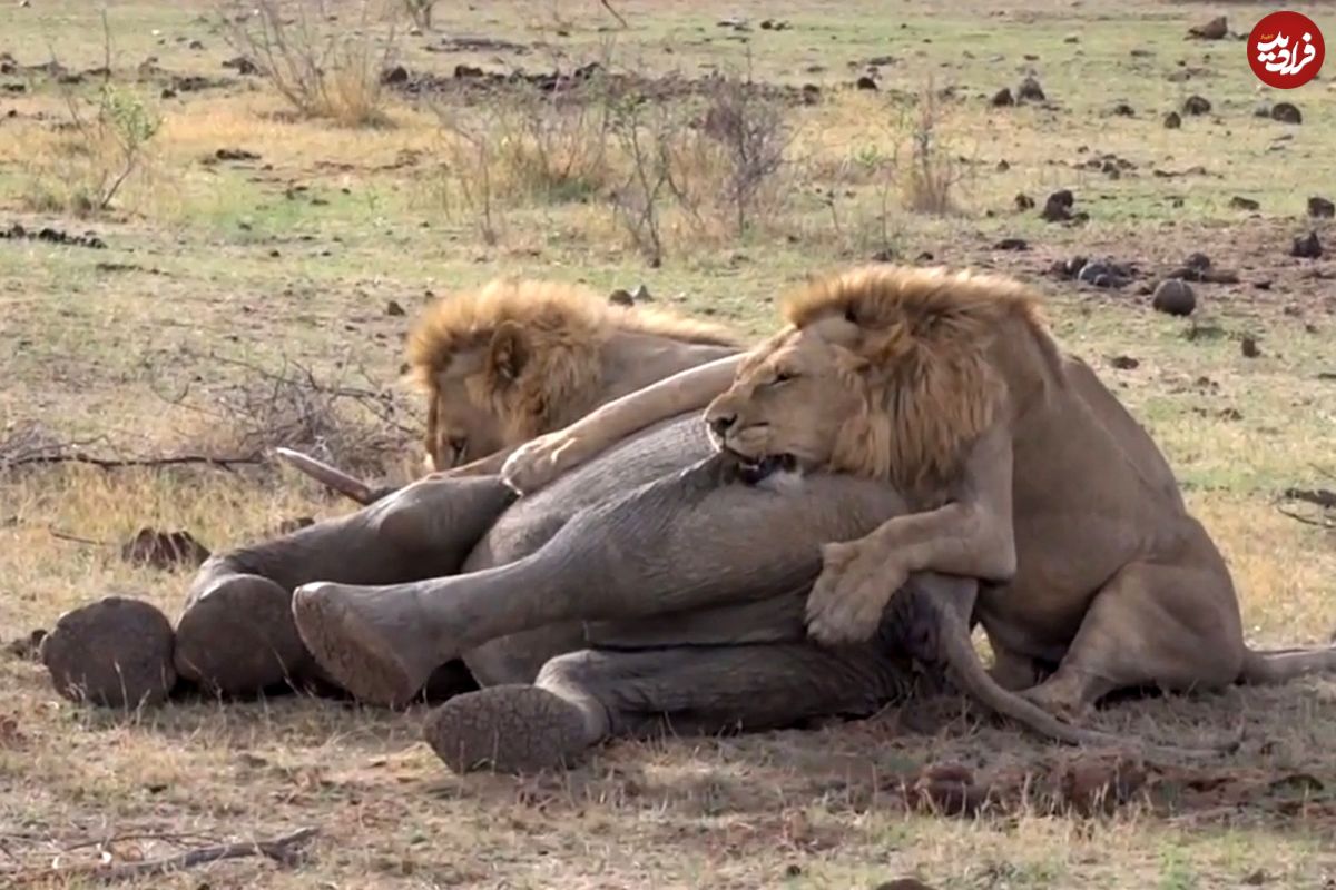 (ویدئو) یک اتفاق نادر در طبیعت؛ دو شیر نر، فیل جوان را کشتند!