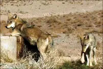 دخترم را از دهان گرگ‌ها بیرون کشیدم