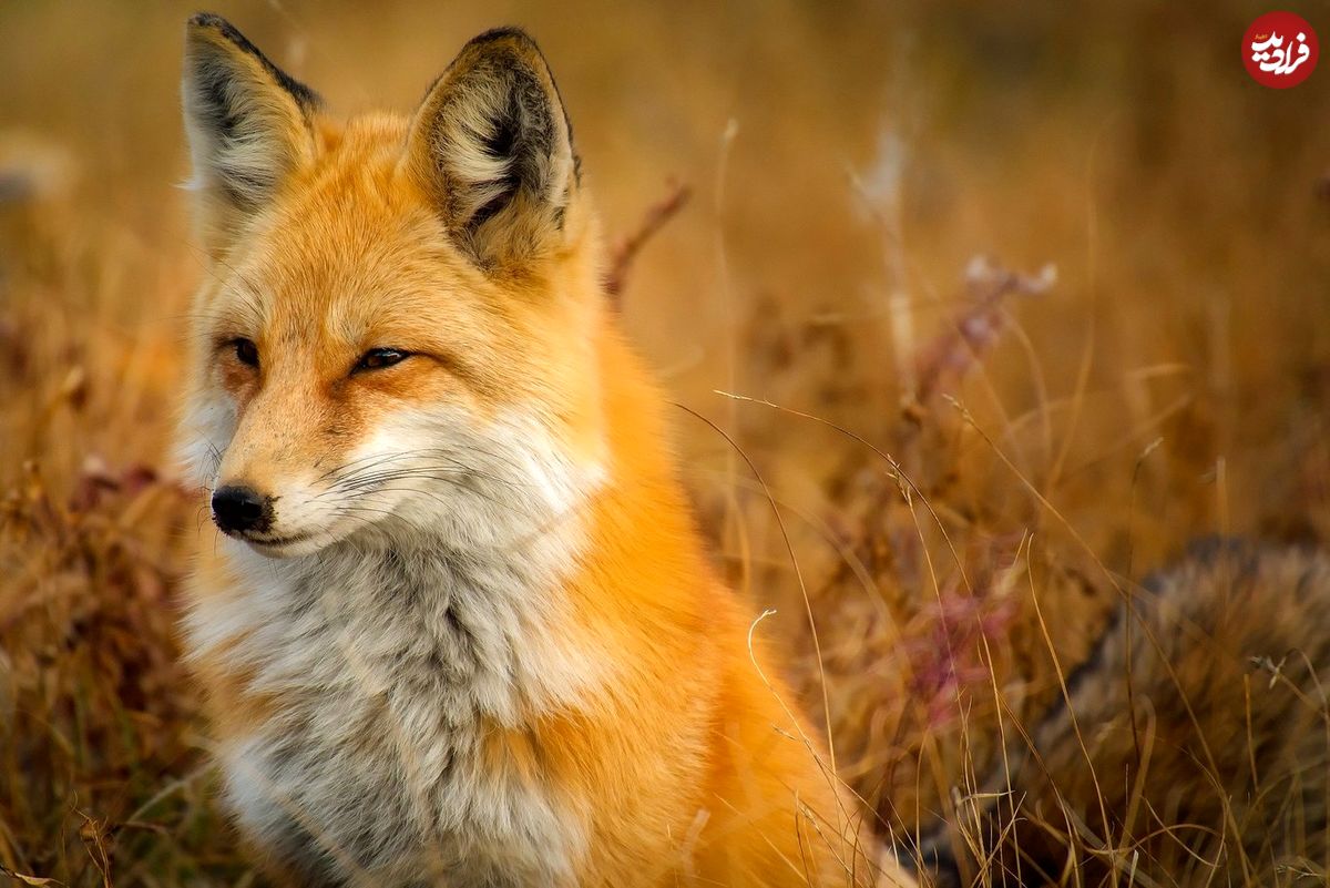 روباه مکار؛ تمارض به مرگ برای فرار از سگ شکارچی