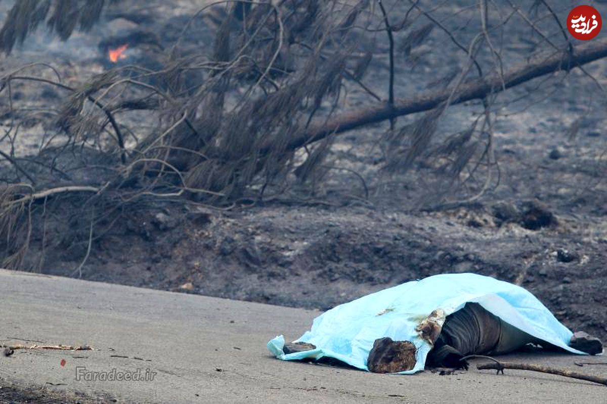 تصاویر/ آتش‌سوزی مرگبار در جنگل‌های پرتغال