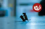 ببینید| درگیری دو موش روی خط زرد مترو