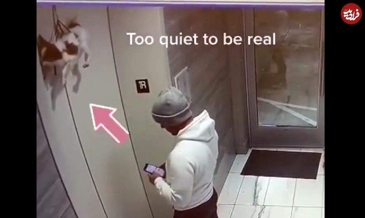 (ویدئو) گیر کردن عجیب سگ بین درب‌های آسانسور