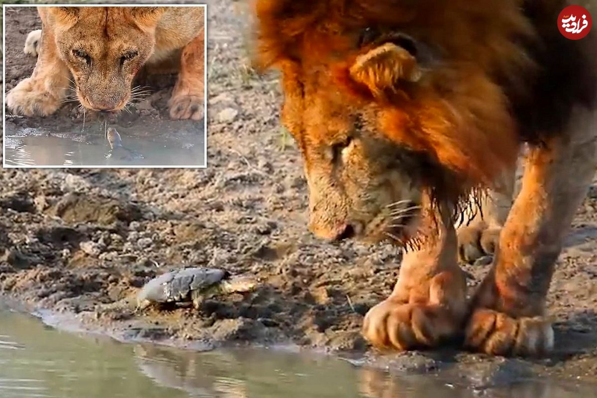 (ویدئو) لاک پشت دیوانه‌ای که جدال با شیر‌ها را دوست دارد!