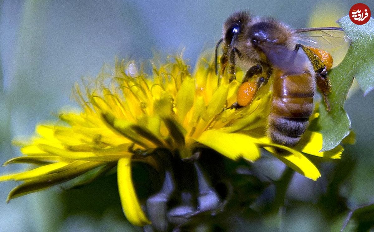 بازگشت زنبور‌های کم‌یاب به استرالیا پس از صد سال