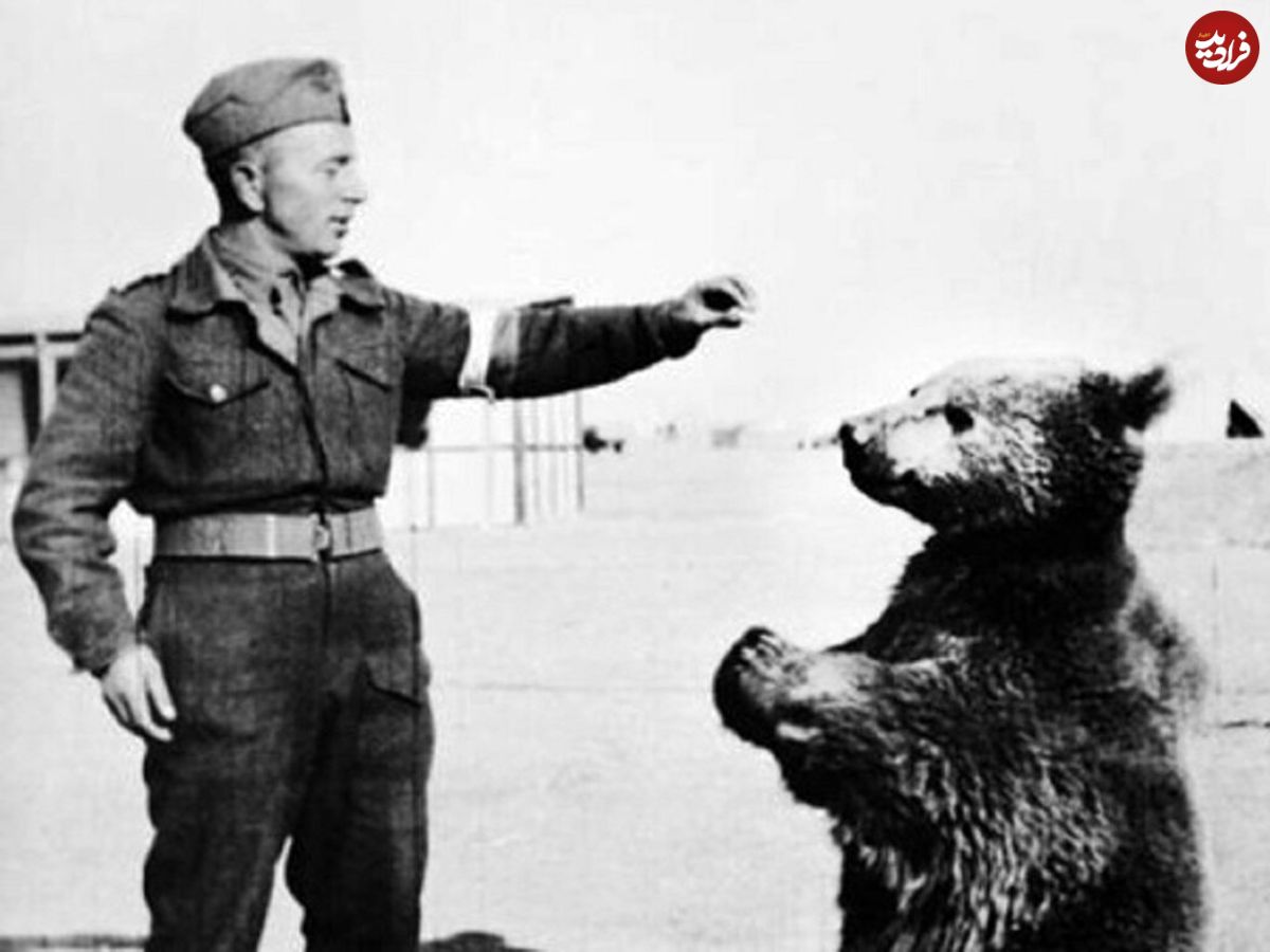 وُیتک؛ خرس ایرانی که عضو ارتش لهستان شد