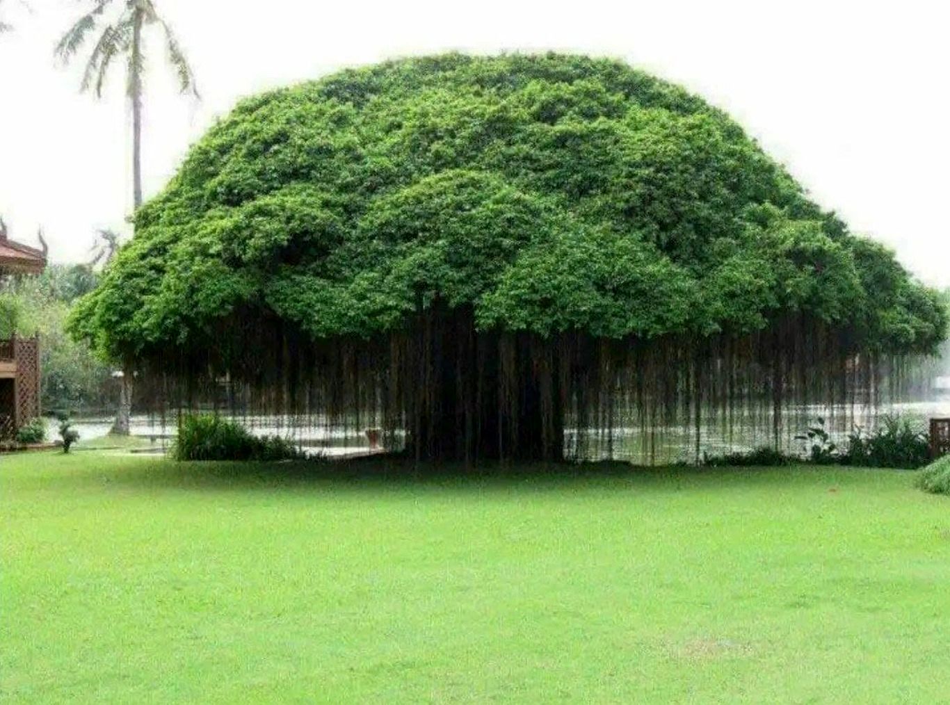 عکس/ درختی که ریشه‌هایش در هواست