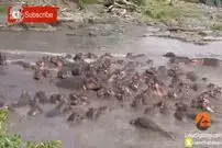 ویدئو/ وقتی که دنیا وارونه می شود: حمله اسب های آبی به کروکودیل