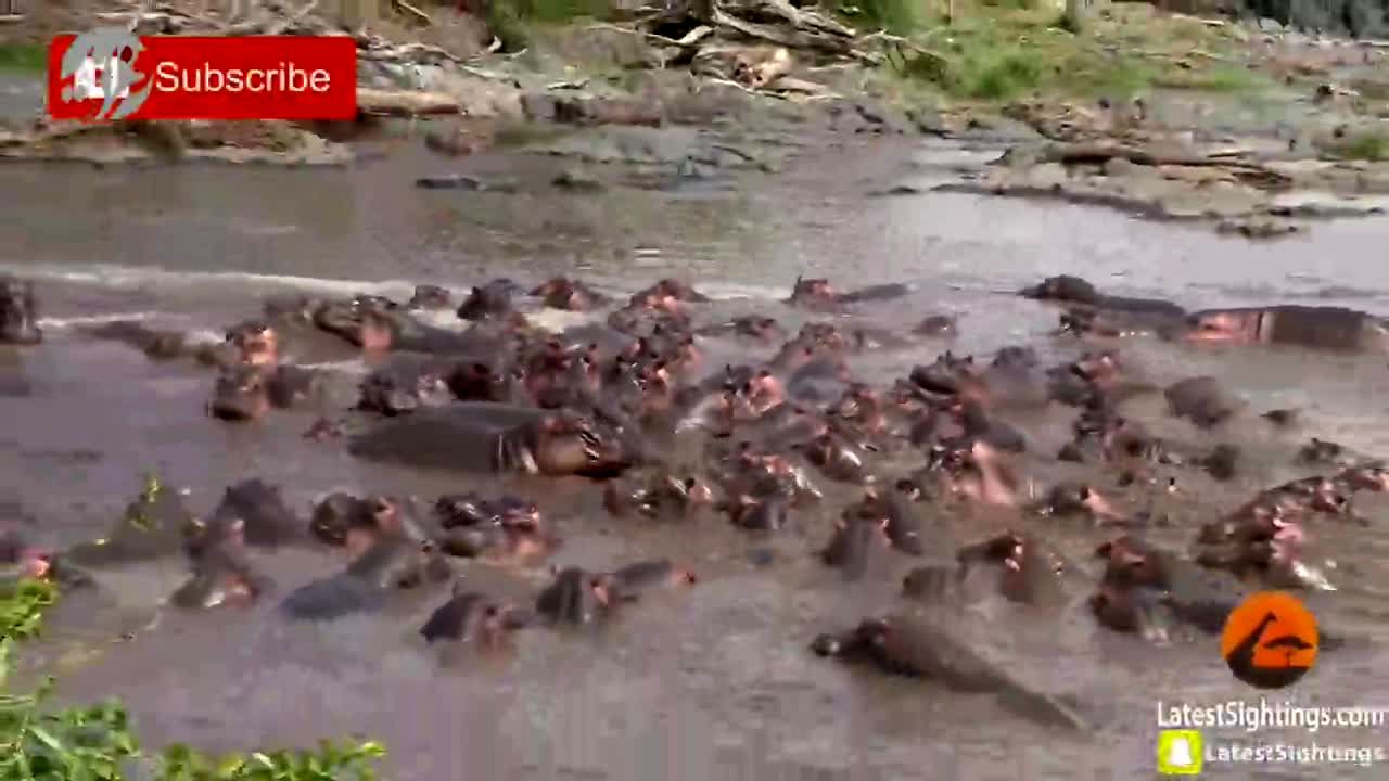 ویدئو/ وقتی که دنیا وارونه می شود: حمله اسب های آبی به کروکودیل