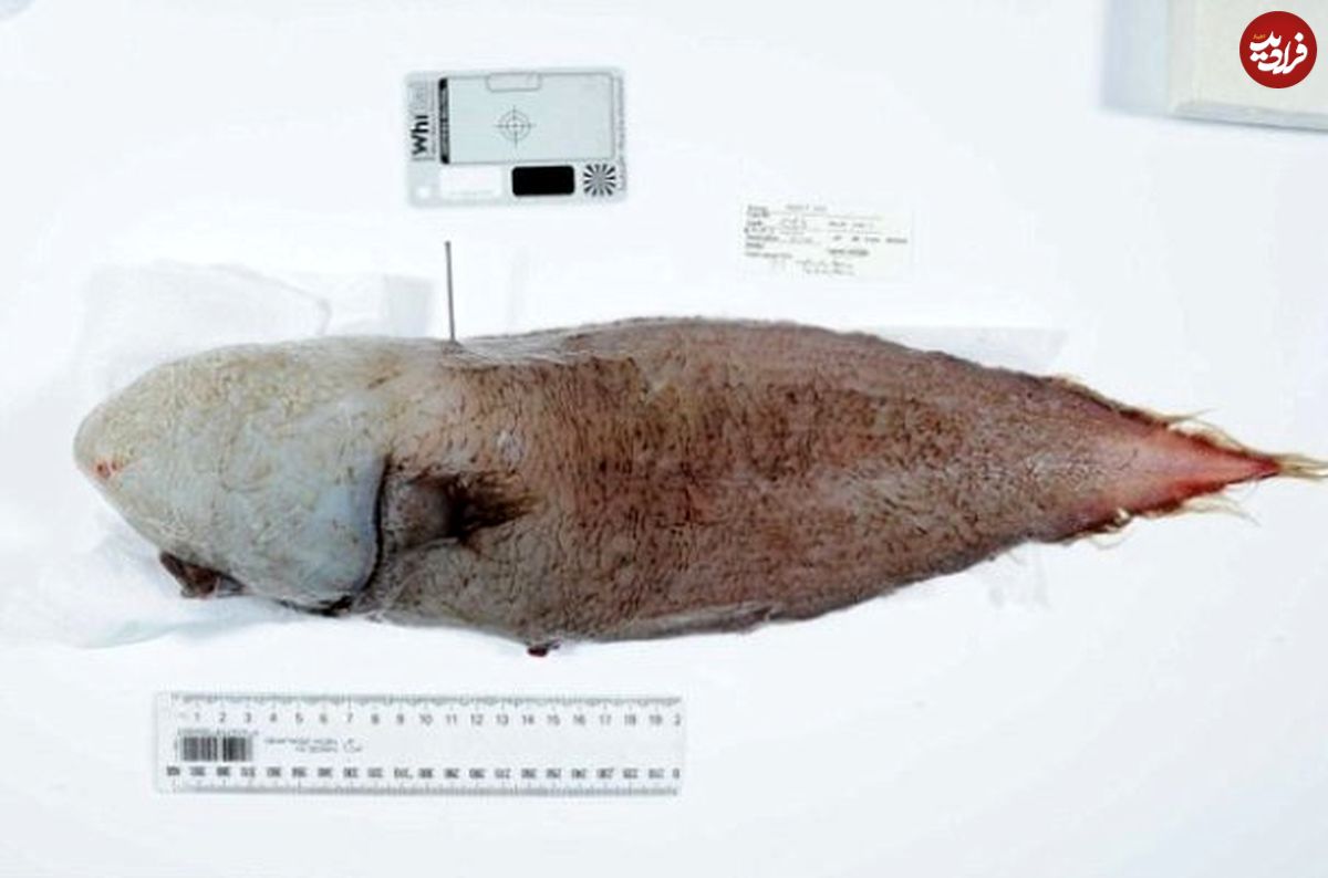 کشف ماهی بدون صورت در استرالیا