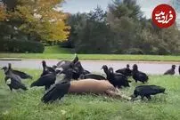 (ویدئو) کرکس‌های سیاه آمریکایی، غزال را وسط جاده خوردند!