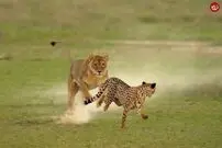 (ویدئو) شیر ماده فرصت طلب، شکار یوزپلنگ را دزدید!