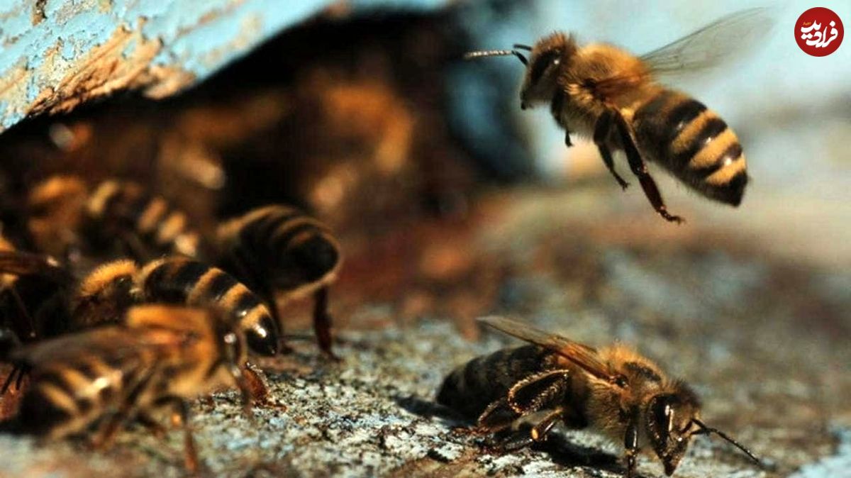 زنبورهای عسل چگونه اعداد را می‌خوانند؟