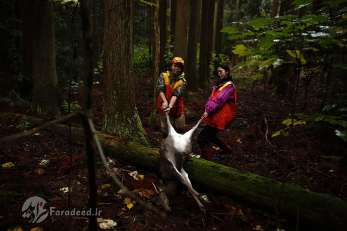 تصاویر/ زنان شکارچی در ژاپن