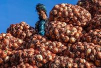 (عکس) قیمت پیاز گران شد!
