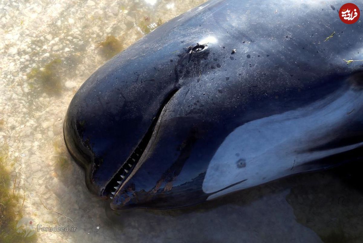 تصاویر/ بزرگترین خودکشی جمعی نهنگ‌ها
