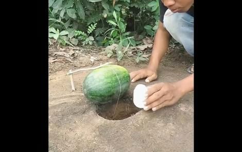 (ویدیو) ساخت یک تله برای گرفتن کبک با هندوانه