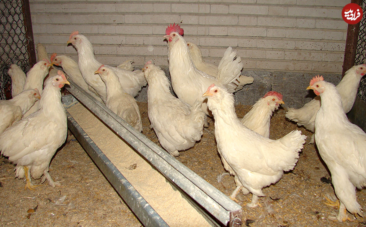 مرغ‌هایی که تخم ضد سرطان می‌گذارند