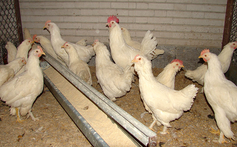 مرغ‌هایی که تخم ضد سرطان می‌گذارند
