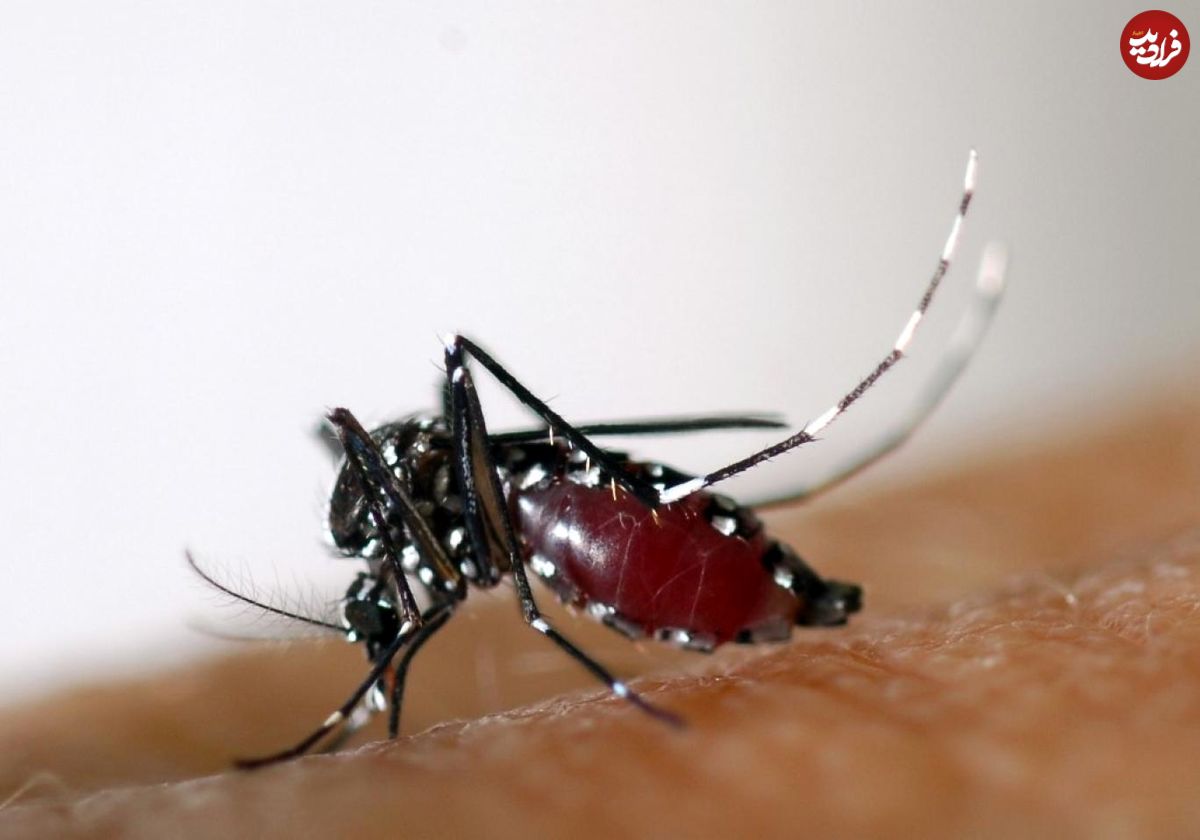 گرمای هوا و احتمال هجوم پشه‌های ناقل "ویروس زیکا"