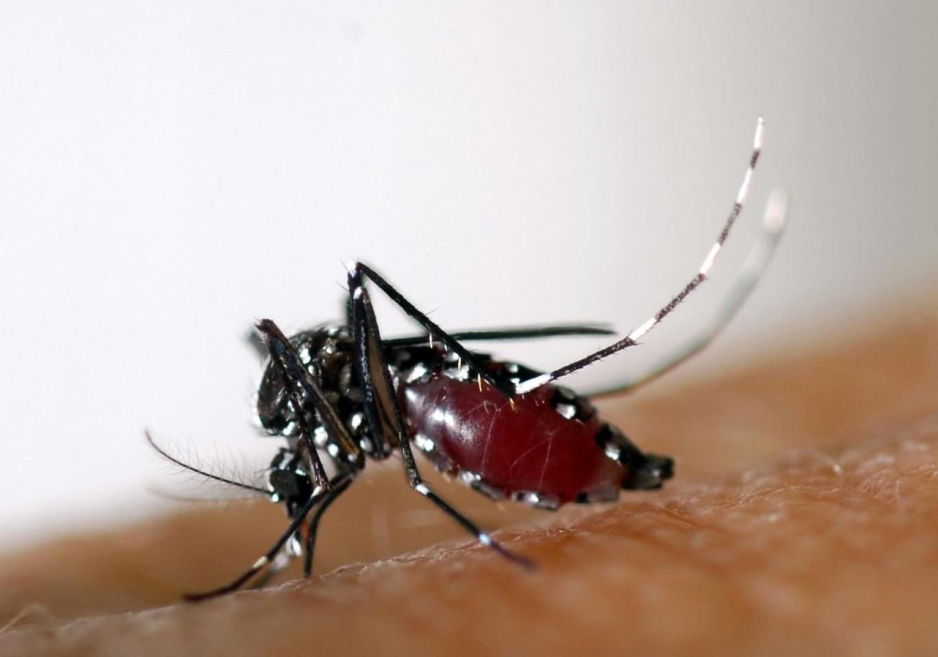 گرمای هوا و احتمال هجوم پشه‌های ناقل "ویروس زیکا"
