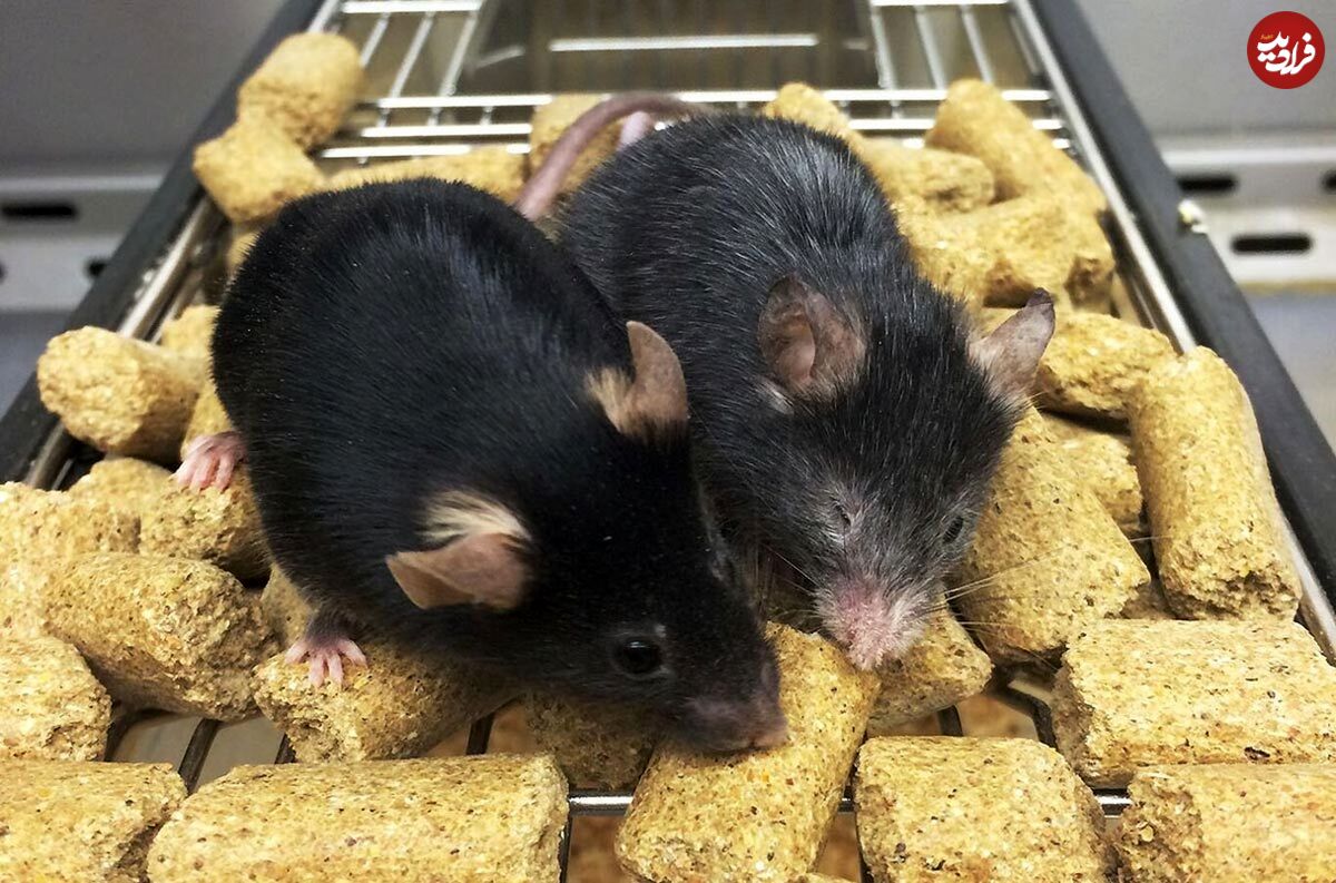 انقلابی در علم: نشانه‌های پیری در موش‌ها معکوس شدند