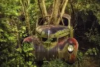 تصاویر؛ زیبایی وهم‌آلود خودروهایی که به تصرف طبیعت درآمده‌اند