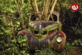 تصاویر؛ زیبایی وهم‌آلود خودروهایی که به تصرف طبیعت درآمده‌اند